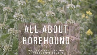 All About Horehound  Natures medicine for unproductive coughs [upl. by Jemmy]