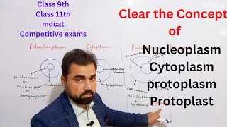 Difference between nucleoplasm  cytoplasm  protoplasm  protoplast  class 11 in urdu  hindi [upl. by Jenilee579]