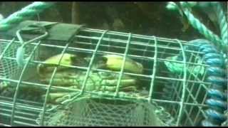 Shellfish Traps  The Inside Story 1998 [upl. by Mylan]