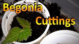 Begonia Propagation  How to Root Cuttings of Begonia and Grow them Through the Winter [upl. by Attennyl880]