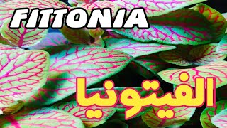 نبات الفيتونيا  Fittonia plant [upl. by Eanil]