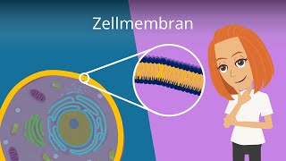 Zellmembran  Aufbau und Funktion [upl. by Nortal]