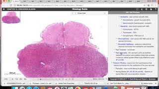 Histologia  Tecido Endocrino [upl. by Oam348]