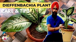 Dieffenbachia plant care and tips PRO GUIDE FOR THIS PLANT diffenbachia gardeningideas youtube [upl. by Mutua932]