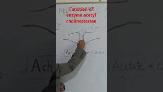 Function of enzyme acetylcholinesteraseentomology insecticides enzymes insects [upl. by Odnanref]