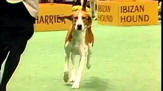 American Foxhound  AKC Dog Breed Series [upl. by Ojeitak]