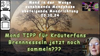 MondTIPP für Kräuter Fans  Brennnesseln jetzt noch sammeln [upl. by Aeirdna688]