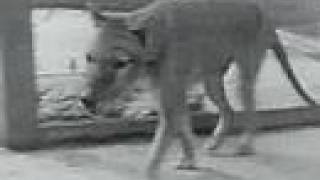 Thylacine footage of the last Tasmanian Tiger  Wolf 1933 [upl. by Baillie]