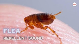 Flea Repellent Sound [upl. by Prosser]