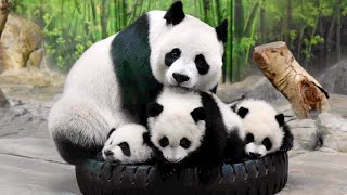 🐼 Too Funny Panda mother and Panda baby Funny moments  Panda Funny Video [upl. by Eno52]