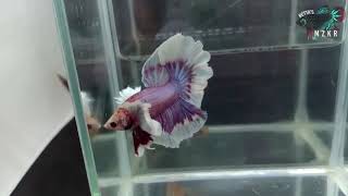 Exotic Halfmoon  Rosetail Betta [upl. by Mehala]