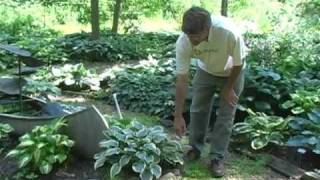 Hosta Garden Video Tours 5 [upl. by Alaster]