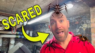 Electricians Worst Nightmare Spiders Attack [upl. by Itram]