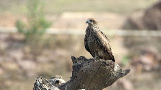 Blackeared Kite perching [upl. by Copland]