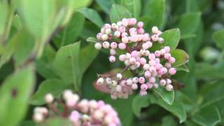 Proven Winners® Gardener Channel Proven Winners® Brandywine Viburnum [upl. by Song297]