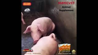 HumicVet 3mos result 😱 The best health routine supplement for Livestock and Poultry [upl. by Vharat]