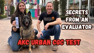 AKC Urban CGC Test HOW TO PASS [upl. by Kampmann]