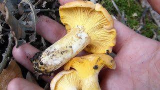 Cantharellus cibarius  LISIČARKA 13052017 [upl. by Perice]