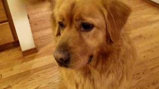 Golden Chow Mix [upl. by Suellen]