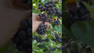 Healthy Chokeberry Healthy chokeberries Aronia wild sour antioxidants horticulture viral fb [upl. by Nevek]