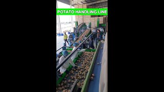 Potato handling line  Potato Processing Line  shorts potatohandlingline [upl. by Autry21]