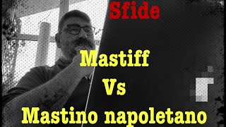 Mastiff VS Mastino Napoletano [upl. by Colpin626]