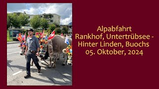 Alpabfahrt Rankhof Untertrübsee Hinter Linden Buochs 05 Okt 2024 [upl. by Munson123]