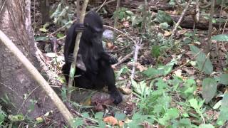 Crested Macaque Tangkoko National Park [upl. by Adehsar]