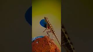 fan throated lizards indianlizard animals lizardlover lizard reptiles nature lizardlove fact [upl. by Enaols]