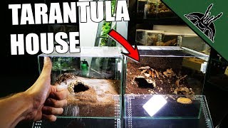 TARANTULA ENCLOSURE GUIDE [upl. by Christi]