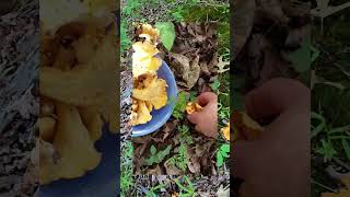 Early Chanterelle Mushrooms foraging mushroom kapperoutdoors forest [upl. by Anauqahs666]