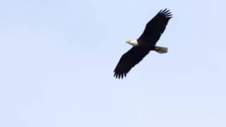 Bald Eagle Soaring [upl. by Ezmeralda]