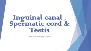 Inguinal canal  spermatic cord amp testis  Practical anatomy 1st year [upl. by Annert]