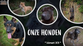 Dierenasiel Tienen  Onze honden [upl. by Earla478]