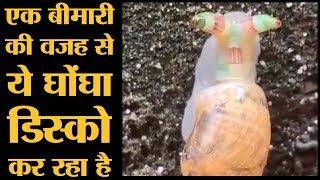 कैसे Leucochloridium Parasite ने एक साधारण घोंघे को Aggresive mimicry करा Disco snail बना दिया [upl. by Guria]