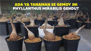 Phyllanthus Mirabilis Tanaman Caudex Plant Super Gemoy How to Care [upl. by Ford957]