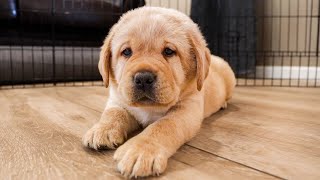 The Cutest Labrador Puppies From June [upl. by Gage]