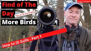 How to ID Gulls  Part 1 [upl. by Niuqauj]