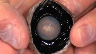 Detailed Cow Eye Dissection Part II Jr High High School and College Review [upl. by Ruffin]