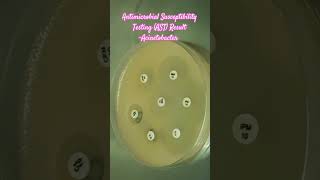 Antibiotics Sensitivity Testing AST of Acinetobacter baumannii complex microbiology microbes [upl. by Ertemed]