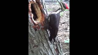 The Worlds Most fearless Woodpecker Im only 2 feet away for 22 minutes [upl. by Esbensen374]