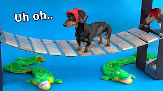 Wiener Dog Obstacle Challenge Extended Version [upl. by Kartis791]