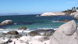 SÜDAFRIKA Pinguine am Boulders Beach [upl. by Lorrimor]