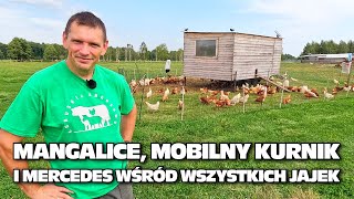 Mangalice mobilny kurnik i mercedes wśród wszystkich jajek Lubuskie Angusowo [upl. by Gleeson]