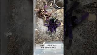 Tarantula’s Unbelievable Molting Process Caught on Camera 🕷️ You Won’t Believe This [upl. by Zinn]