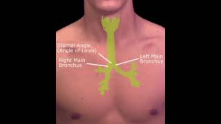 surface marking of Trachea and Tracheal bifurcation  Anatomy of trachea and its bifurcation [upl. by Nosnev590]