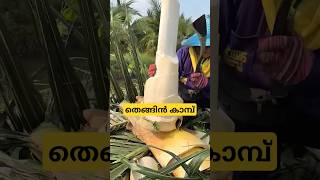 തെങ്ങിൻ കൂമ്പ് heart of plam malayalam shorts [upl. by Randolf818]