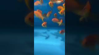 Lyretail Anthias  Saltwater Fish  Quarantined Fish shorts shortsfeed reef reefaquarium [upl. by Yzus119]