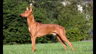 Podenco andaluz  Hogarmanía [upl. by Aneleairam603]