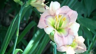 hybridizing daylilies at Gardens Plus [upl. by Ainavi]